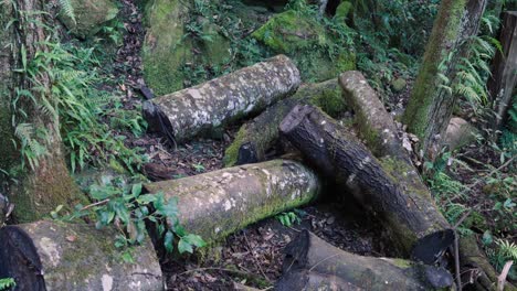 decaying cut tree trunks in the forest of blue mountains national park, new south wales, australia. tracking shot