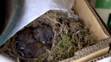 Baby-birds-sleep-in-their-nest,-built-inside-a-cardboard-box