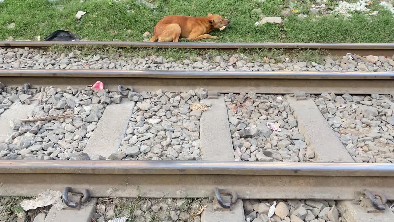 길 잃은 갈색 개가 음식을 씹는 철로 옆 잔디밭에 앉아 있다