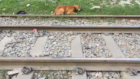 stray brown dog sitting on grass verge beside railway tracks chewing on food