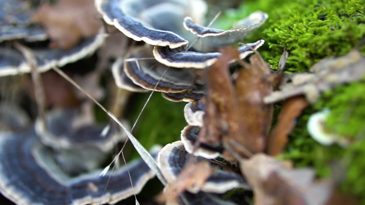 Purple colored turkey tail mushrooms growing from moss covered dead tree in the forest