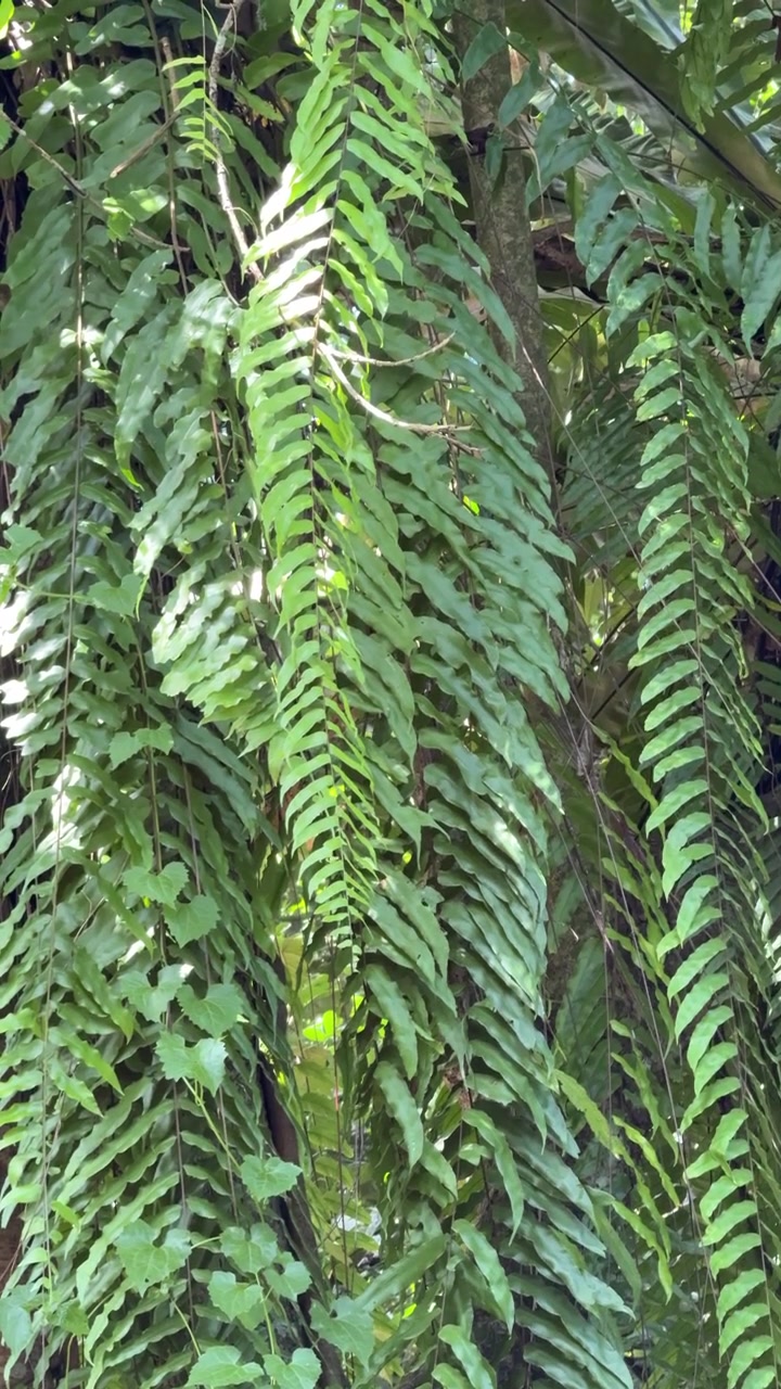 Foglie verdi lussureggianti di felce pendenti in un giardino tropicale