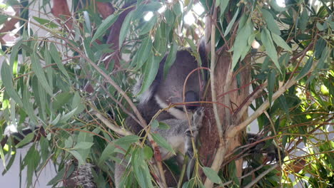 maravilloso koala durmiendo en un árbol