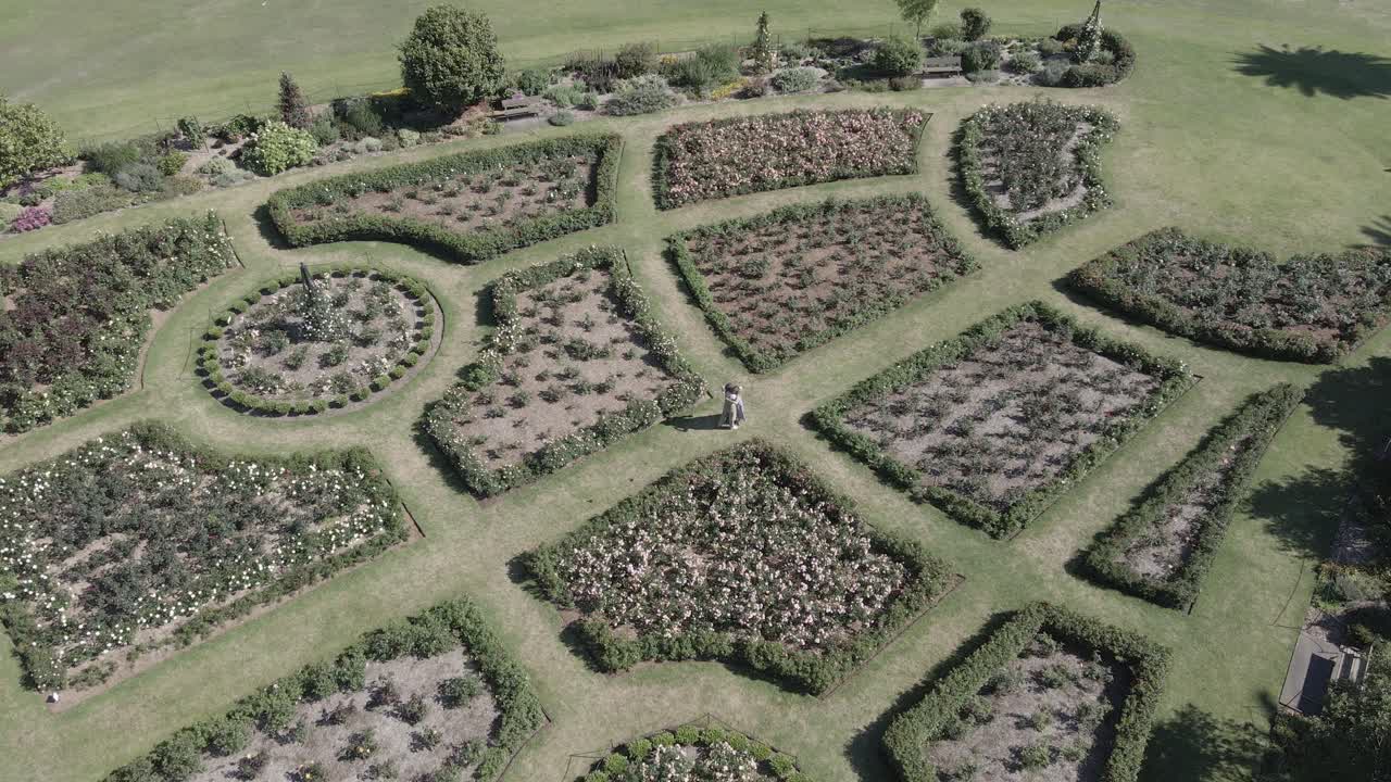 encantadora pareja reunida y abrazándose en el jardín de rosas - día romántico en centennial park, sydney, nsw - drone aéreo
