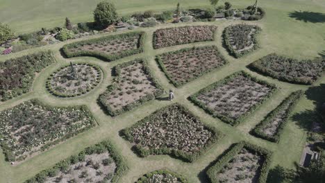 Encantadora-Pareja-Reunida-Y-Abrazándose-En-El-Jardín-De-Rosas---Día-Romántico-En-Centennial-Park,-Sydney,-Nsw---Drone-Aéreo