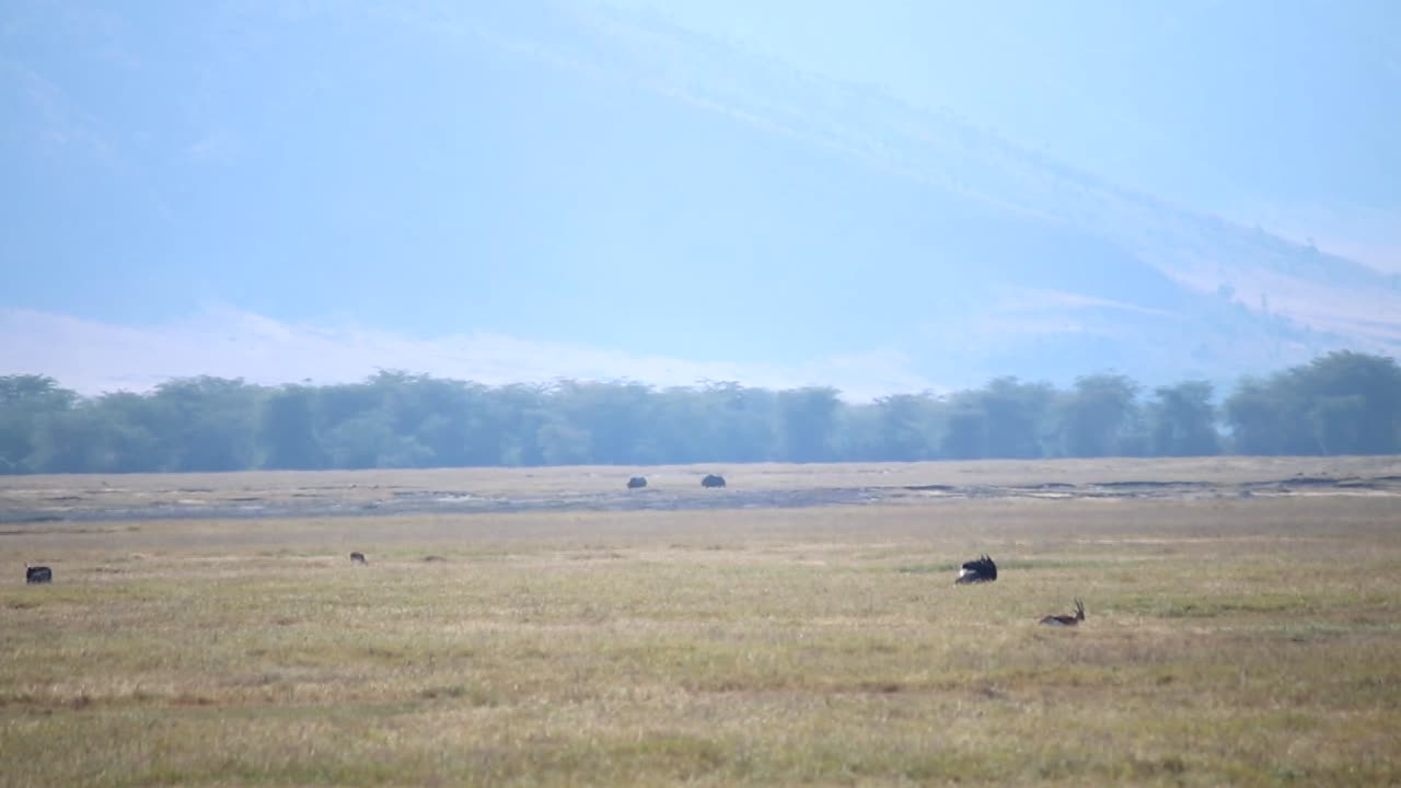 ภาพกว้างของหุบเขา ngorongoro