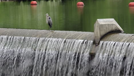 a grey heron sitting on a dam and preening its feathers