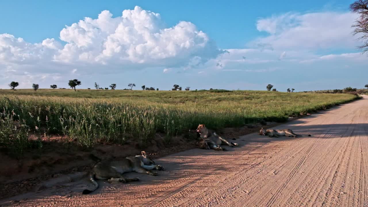 Spectacular Kalahari landscape with blue skies, thick cumulonimbus clouds, long green grass, and a pride lions on a dirt road in the national park after the rains