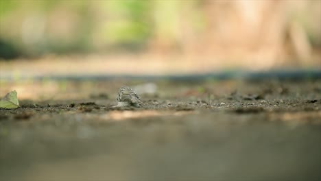 Hungry-Sparrow-are-jumping-4k-stock-footage