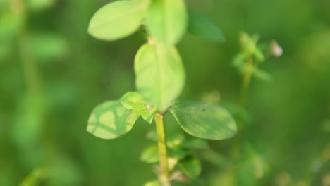 close-up of fresh green leaves with sunlight filtering through, blurred natural background