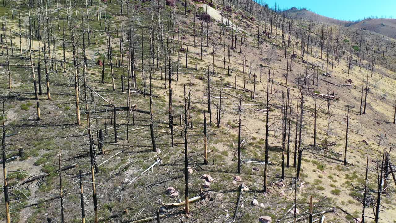 antena sobre bosques quemados con vegetación que regresa cerca del lago tahoe, california