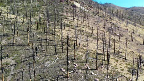 Antena-Sobre-Bosques-Quemados-Con-Vegetación-Que-Regresa-Cerca-Del-Lago-Tahoe,-California