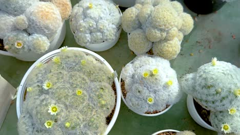 cacti displayed in pots at a greenhouse