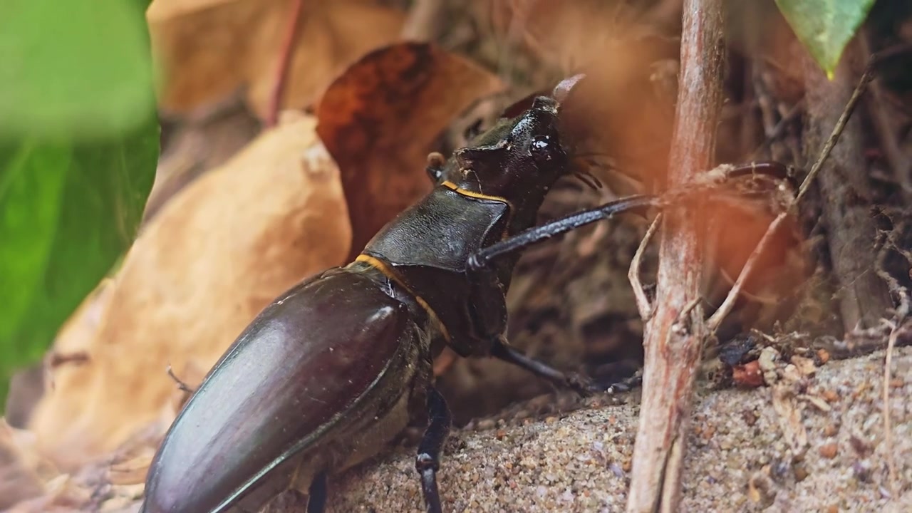 Macro close-up of a male stag beetle (Lucanus cervus) slowly crawling through leaf litter and twigs on a forest floor, highlighting its impressive mandibles and natural habitat.
