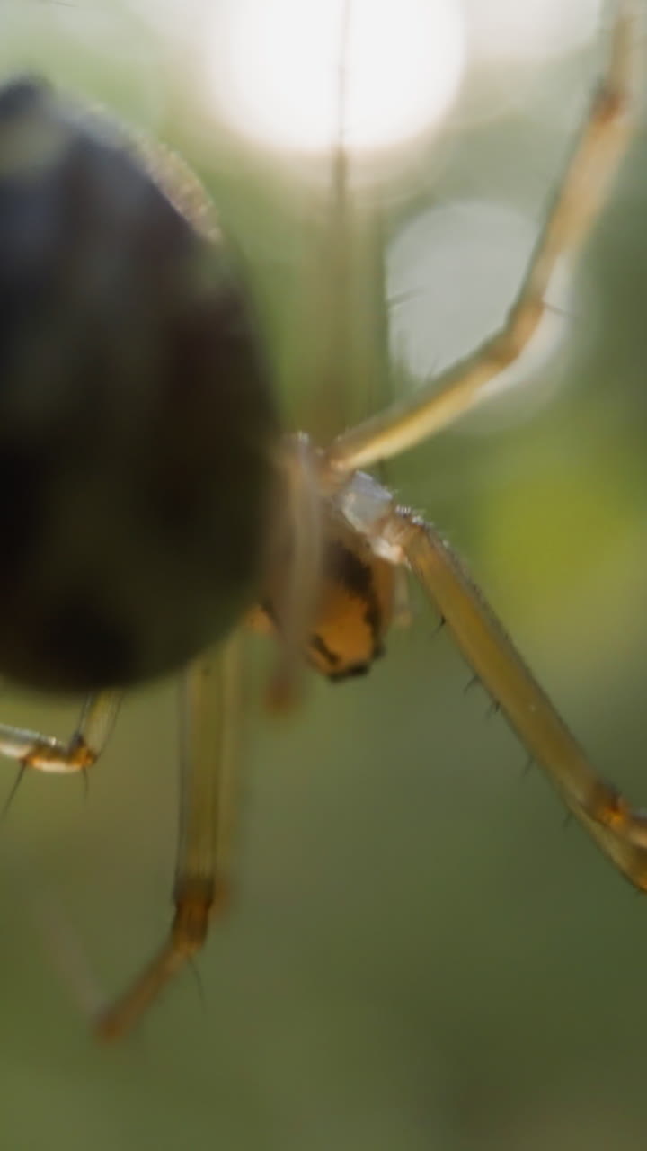 Small lazy spider with transparent legs rocks upside-down on web on green background slow motion. Probe lens footage of animal extreme closeup
