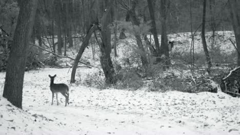 whitetail doe walking on a snow covered game trail in the woods