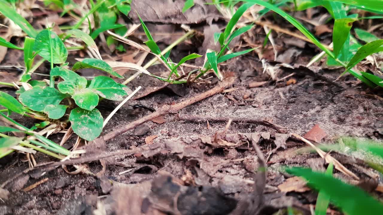 Hormigas negras salvajes en un sendero de tierra en un paisaje natural - Toma macro de primer plano