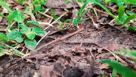 Wild-Black-Ants-on-Dirt-Trail-in-Nature-Landscape---Macro-Close-up-Shot