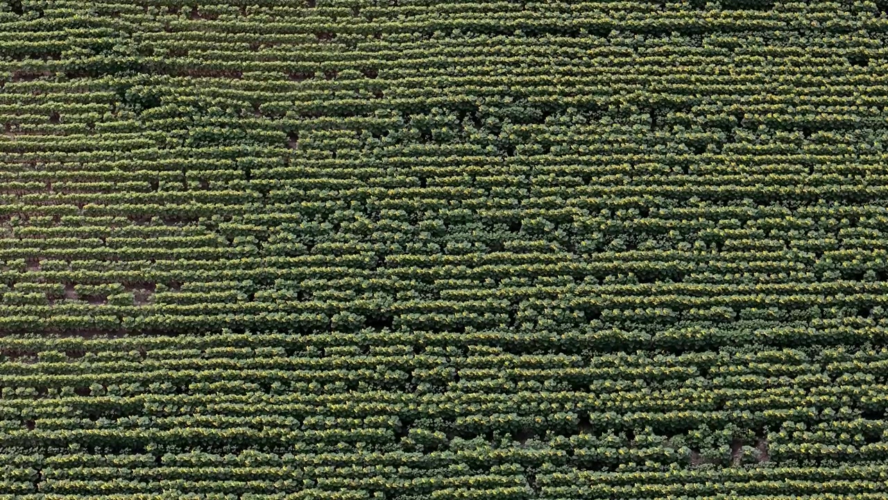 An aerial view shows perfectly aligned rows of green sunflower plants across a large agricultural field during the growing season.