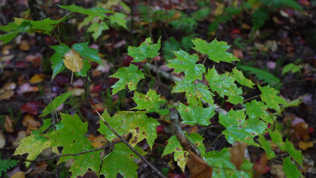 Rain falling in an autumn mixed forest of broadleaf and conifer trees in Mauricie, Quebec, Canada. Wet foliage and forest textures create a peaceful natural scene