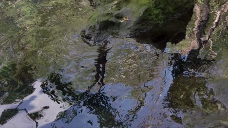 kantel omhoog schot van waterrimpelingen en de jungle rond een cenote in tulum mexico