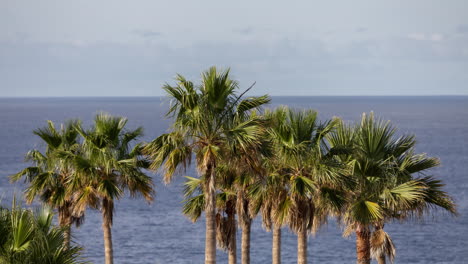 Palmen-Und-Meer-Im-Hintergrund