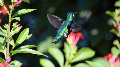 Close-up video of a vibrant hummingbird in flight, captured from a side angle
