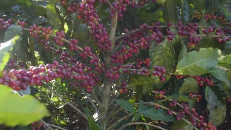 Una-Planta-De-Café-Llena-De-Granos-De-Café-Maduros-Rojos-En-Un-Campo-Ventoso