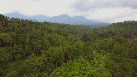 the jungle in the middle of bali