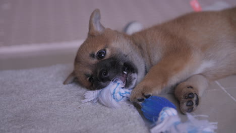 Juguetón-Y-Lindo-Cachorro-Shiba-Inu-Masticando-Juguete-Durante-El-Período-De-Dentición-Del-Cachorro-Alrededor-De-8-Semanas