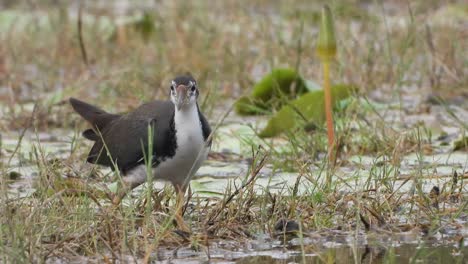 Waterhen-De-Pecho-Blanco-En-El-área-Del-Estanque.