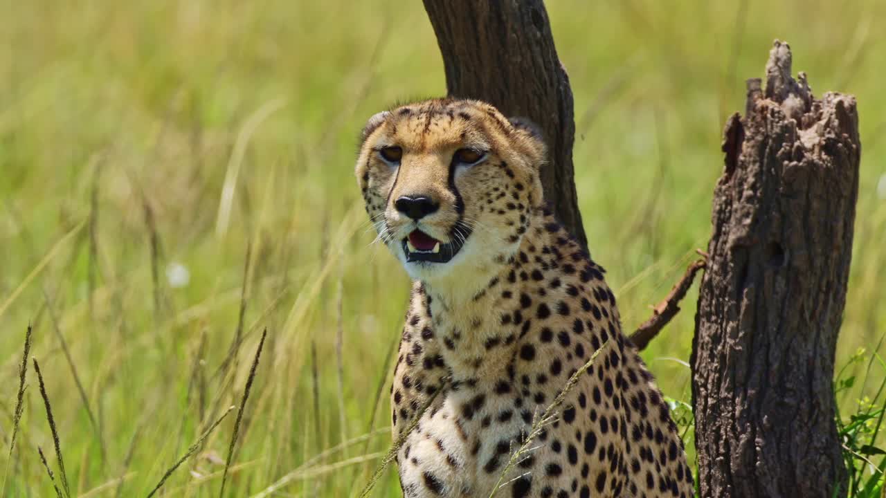 fotografía en cámara lenta de un guepardo con la boca abierta jadeando, fotografía en primer plano de la vida silvestre africana en la reserva nacional de maasai mara, kenia, abrigo de piel peludo en un hermoso animal de safari africano