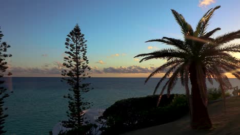 video of a majestic sunset peaking around a palm tree in the bermuda