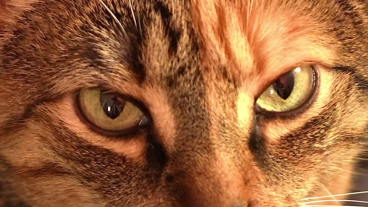maravillosos ojos de gato tabby de color naranja profundo con características felinas suaves y suaves, de primer plano