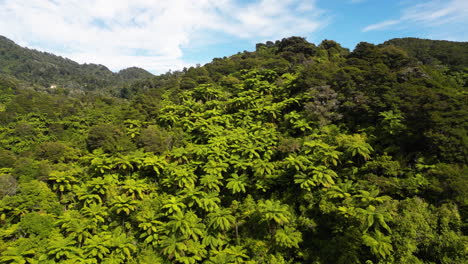 Drohnenflug-In-Der-Nähe-Des-Neuseeländischen-Farn-Tree-Valley-Im-Abel-Tasman-Nationalpark,-Luftaufnahmen