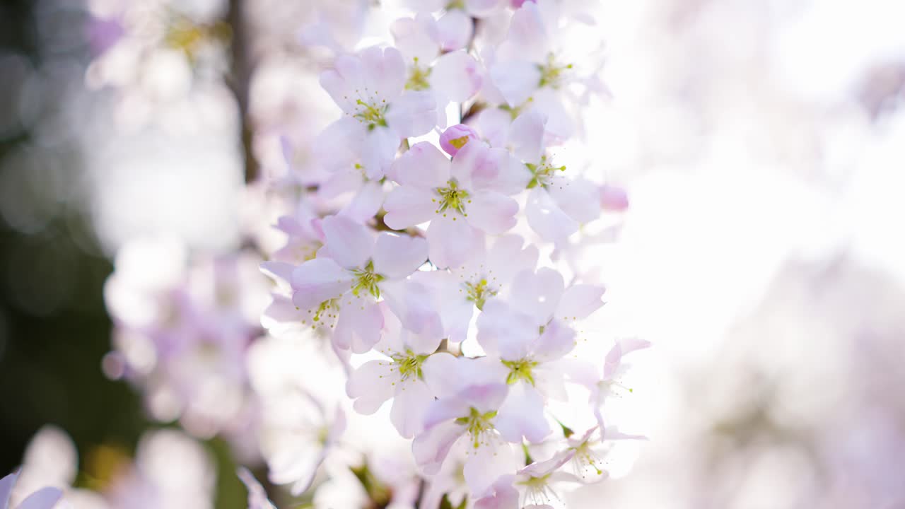 Close-up of beautiful cherry blossoms in spring