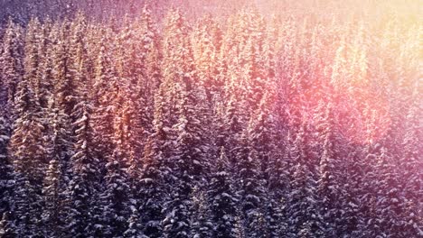 Spots-of-light-and-snow-falling-over-winter-landscape-with-trees