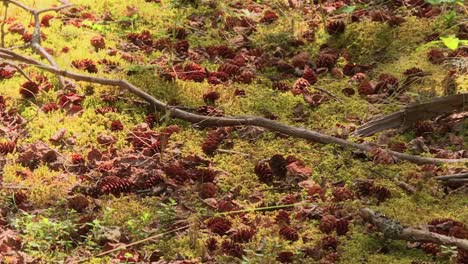 forest ground covered in moss with dried branches, twigs, and pine cones. - closeup shot