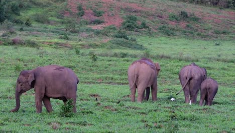 Los-Elefantes-Asiáticos-Son-Especies-En-Peligro-De-Extinción-Y-También-Son-Residentes-De-Tailandia