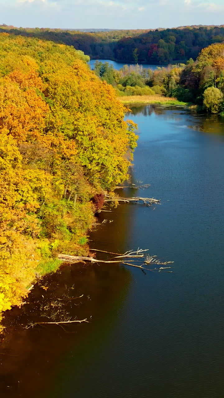 Autumn woods full of bright colors on sunny day. Drone descending over the smooth surface of dark river. Aerial view. Vertical video