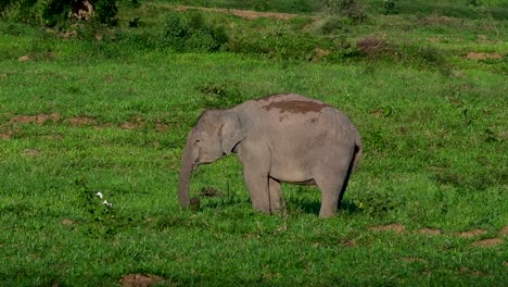 Los-Elefantes-Asiáticos-Son-Especies-En-Peligro-De-Extinción-Y-También-Son-Residentes-De-Tailandia