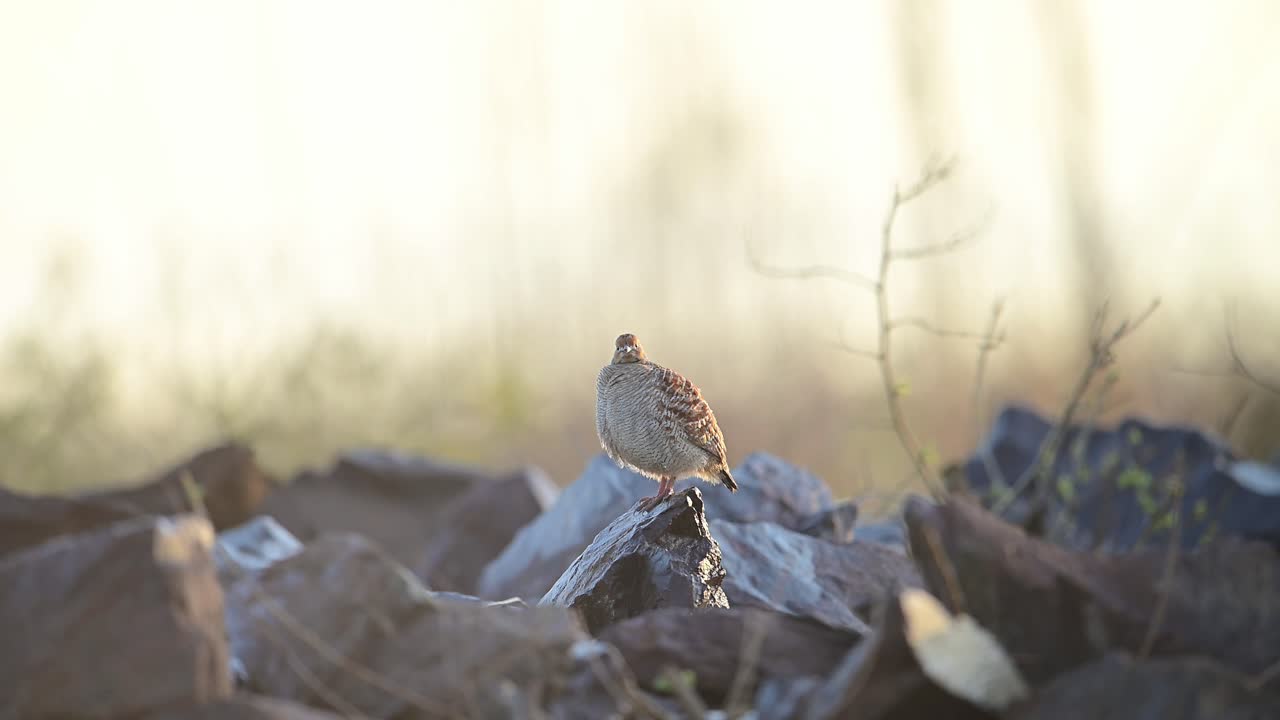 해가 뜨는 바위 위의 회색 프랑콜린