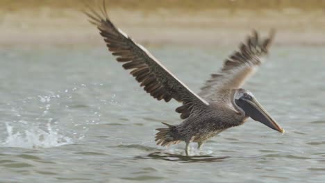 Pájaro-Pelícano-Marrón-Tomando-Vuelo-Con-Gracia-A-Lo-Largo-De-La-Orilla-De-La-Playa-En-El-Agua-Del-Océano-En-Cámara-Lenta