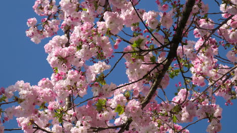 las delicadas flores de cerezo estallan en flor contra un cielo azul claro, anunciando la llegada de la primavera