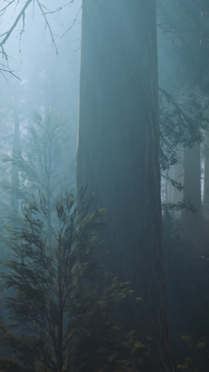 Misty forest landscape with towering trees and soft light filtering through