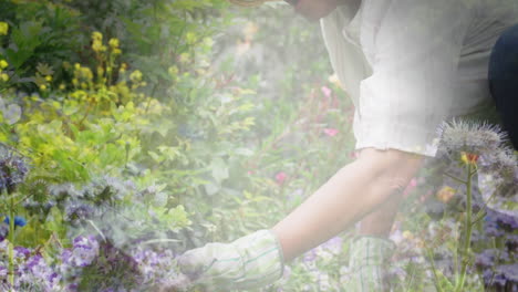 animation of glowing light over happy senior woman gardening