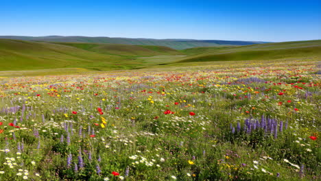 scenic field of wildflowers with green hills