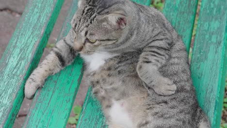 cat on the chair in the lumpini park, bangkok.