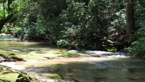 arroyo que atraviesa el bosque