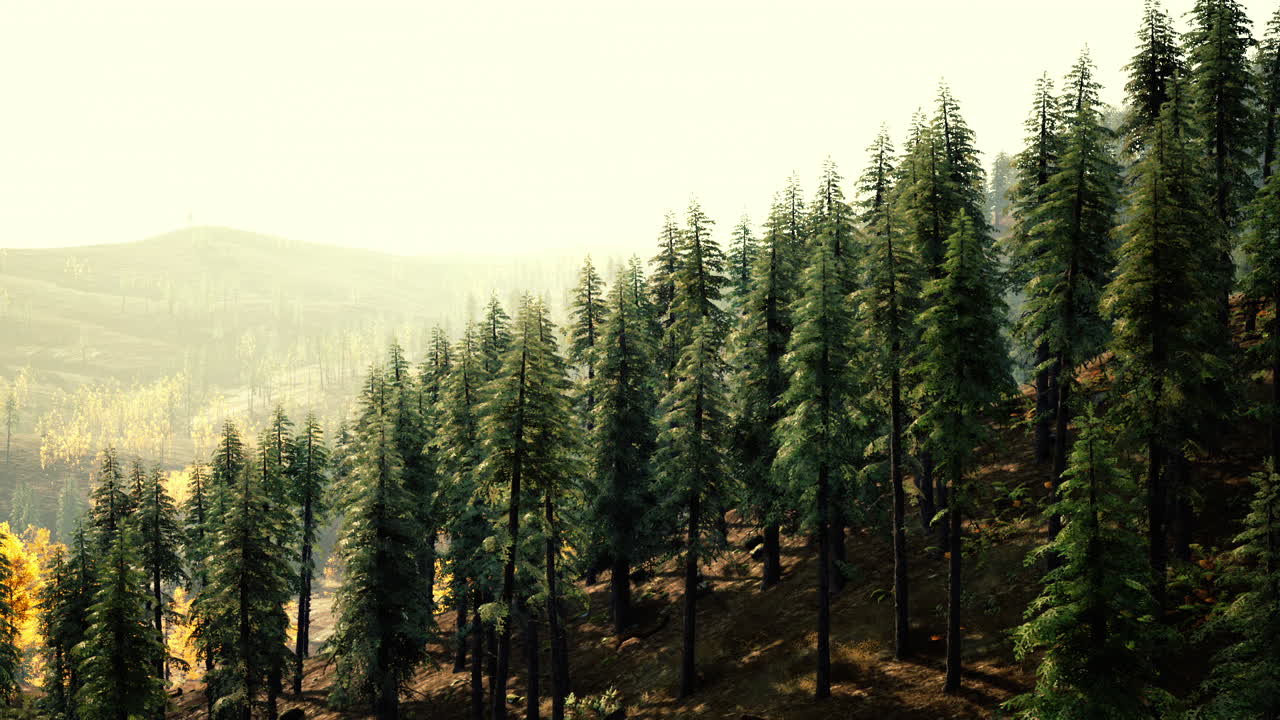 Rigogliosa foresta sempreverde immersa nella luce del sole mattutino con colline in lontananza